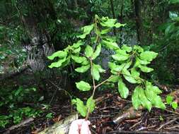 Image of Terminalia costaricensis (Stace) Gere & Boatwr.