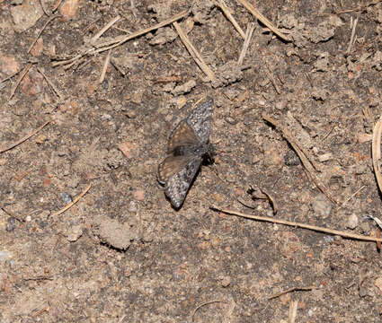 Image of Rocky Mountain Duskywing