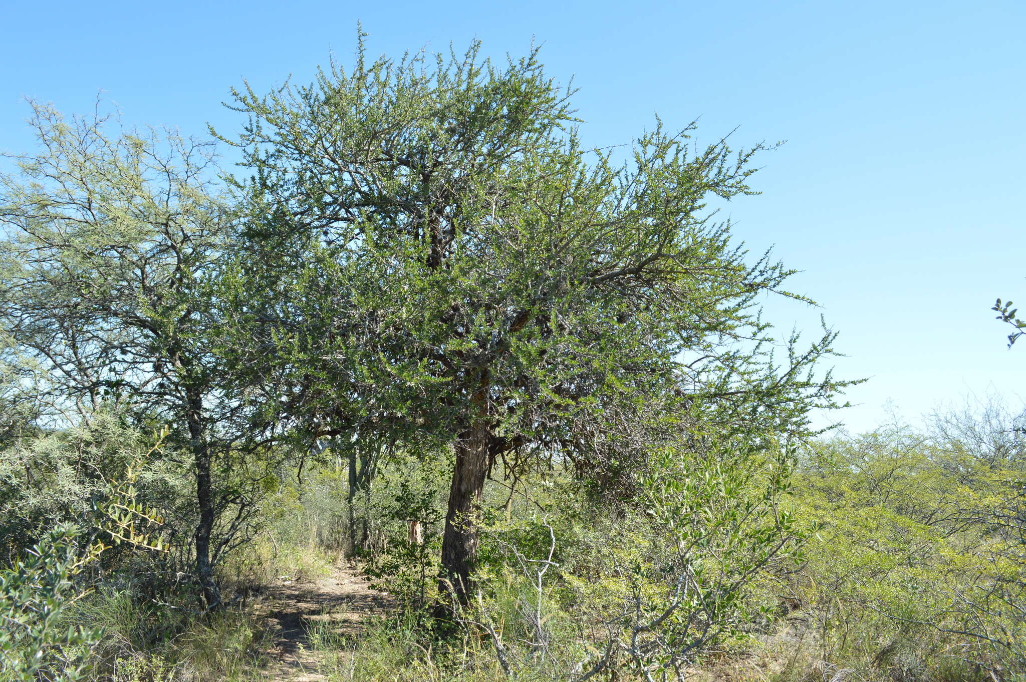 Image of Castela coccinea Griseb.