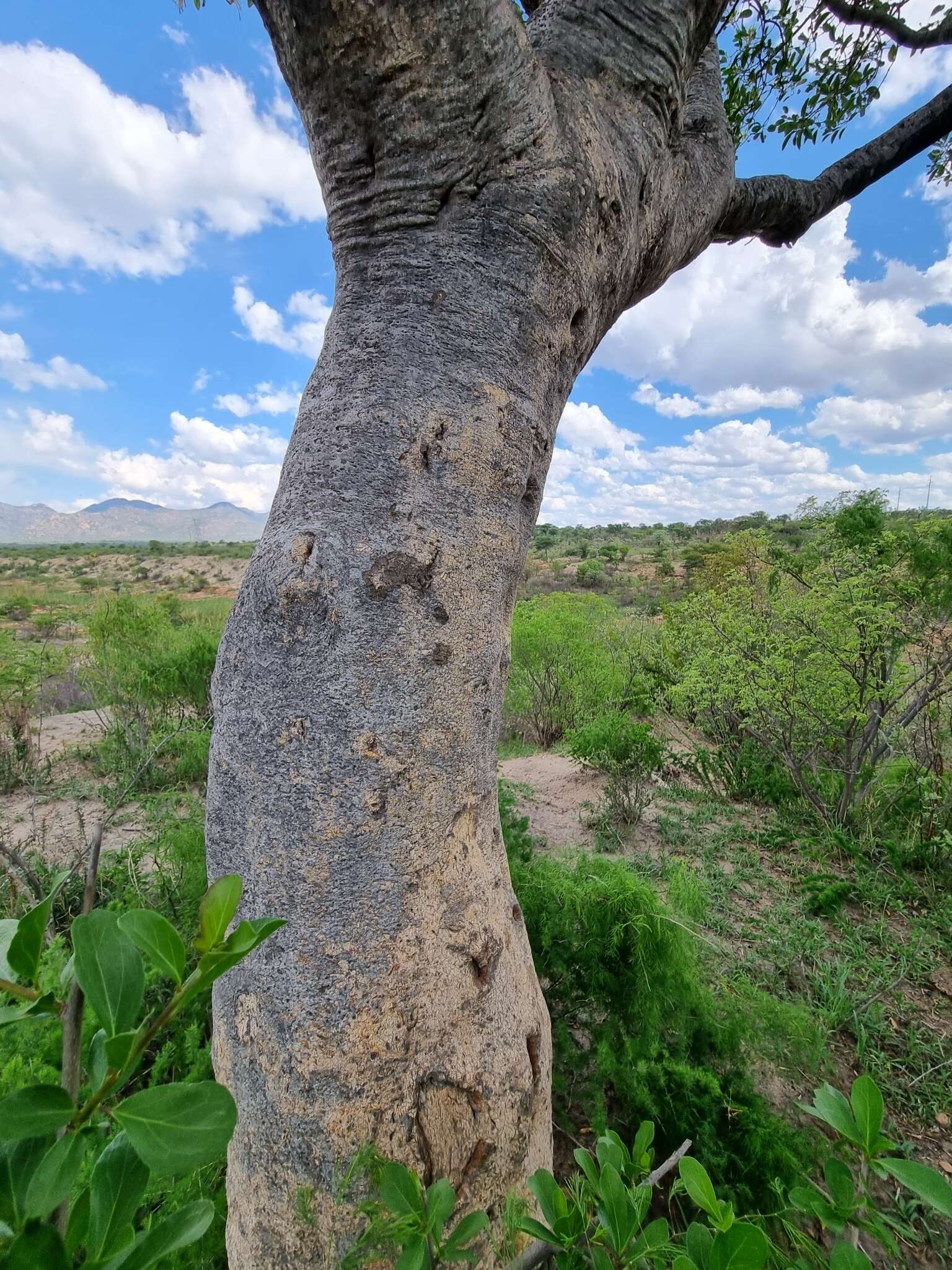 Image of Bushveld bead bean