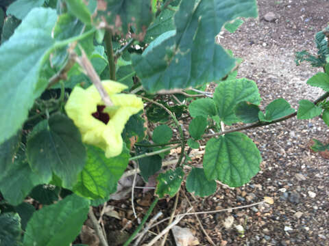 صورة Hibiscus ovalifolius (Forsk.) Vahl