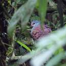 Image of Buff-fronted Quail-Dove
