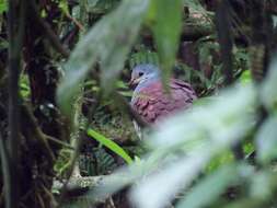 Image of Buff-fronted Quail-Dove