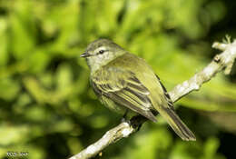 Image of Gray-capped Tyrannulet