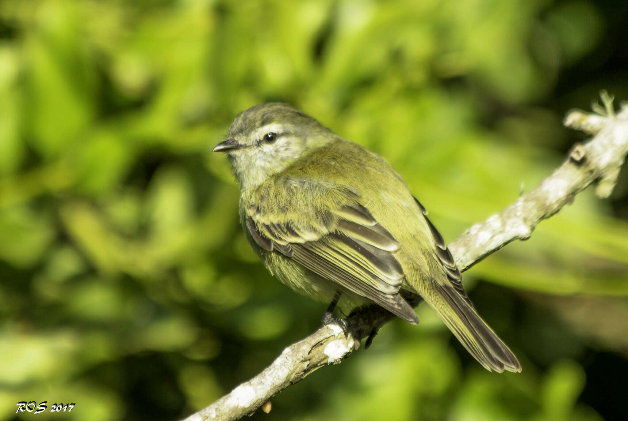 Image of Gray-capped Tyrannulet