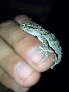 Image of Common Wall Gecko