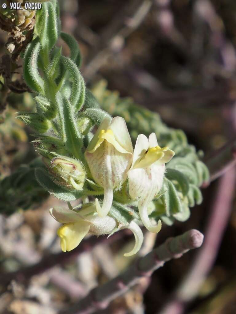 Image de Kickxia floribunda (Boiss.) V. Täckh. & Boulos