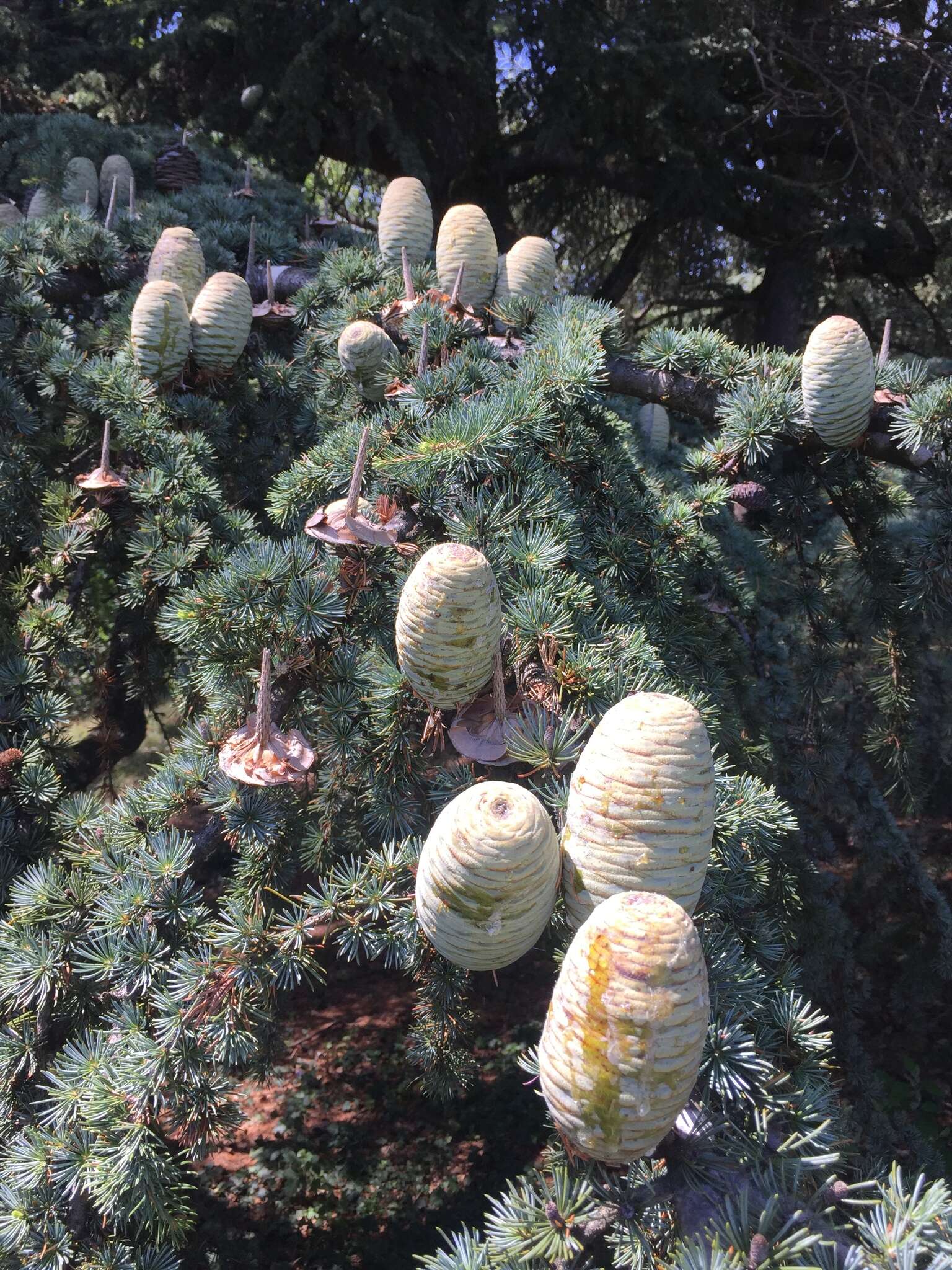 Image of Atlas Cedar