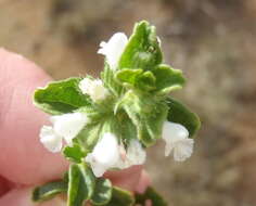 Image of white cat's paw