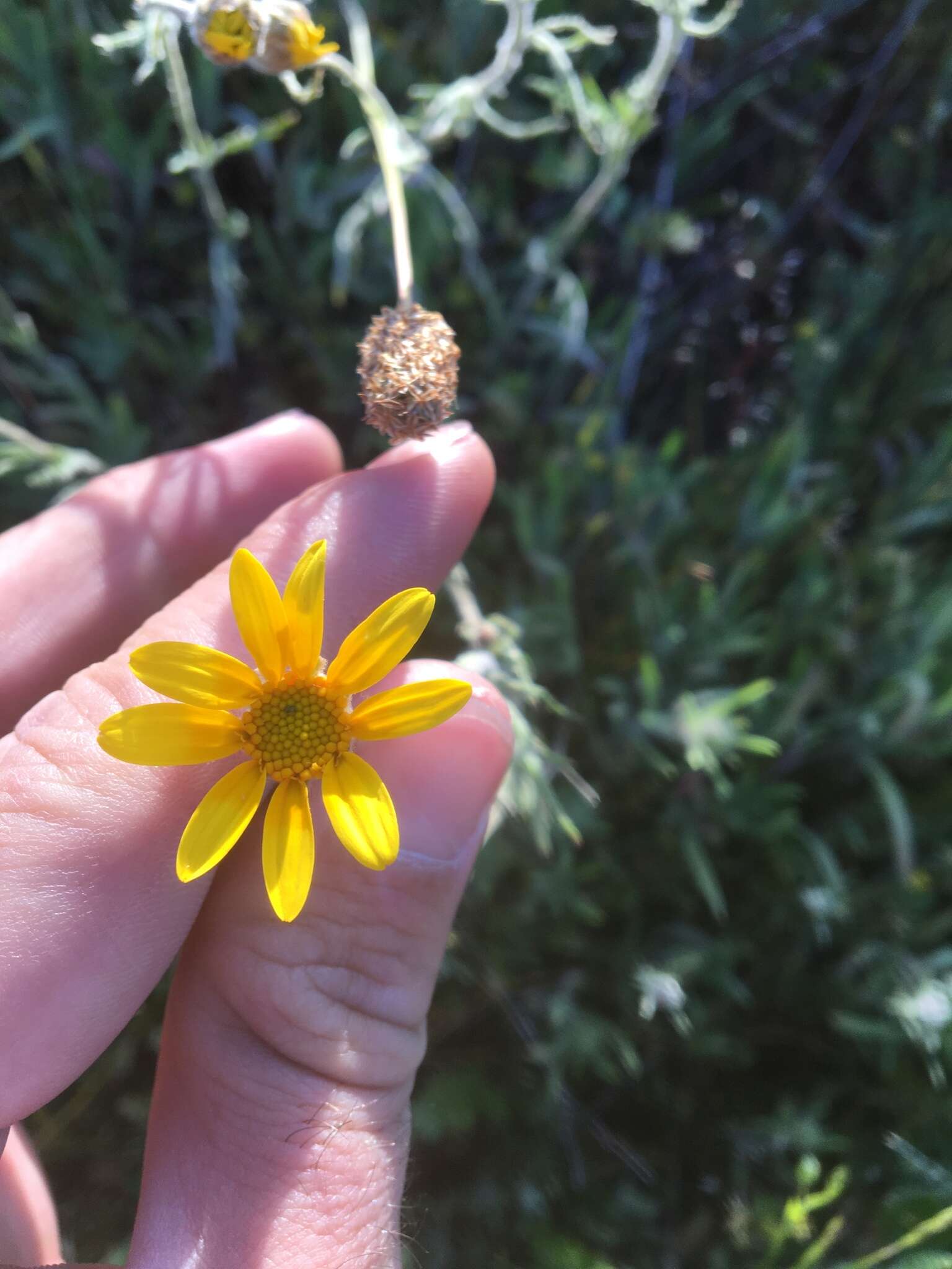 Image of Common Woolly Sunflower