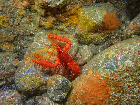 Image of Dwarf Reef Lobster