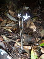 Image of Puerto Rico Ghostplant