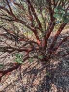 Image of Hoover's manzanita