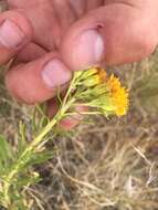 Image of Rusby's goldenbush