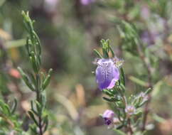 Image of Conradina canescens A. Gray