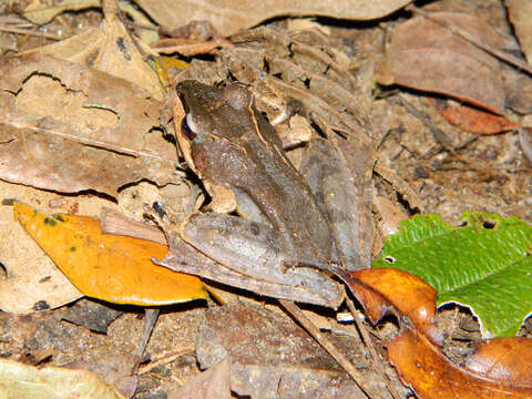 Image of Common Madagascar Frog