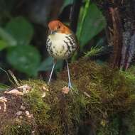 Image of Chestnut-crowned Antpitta