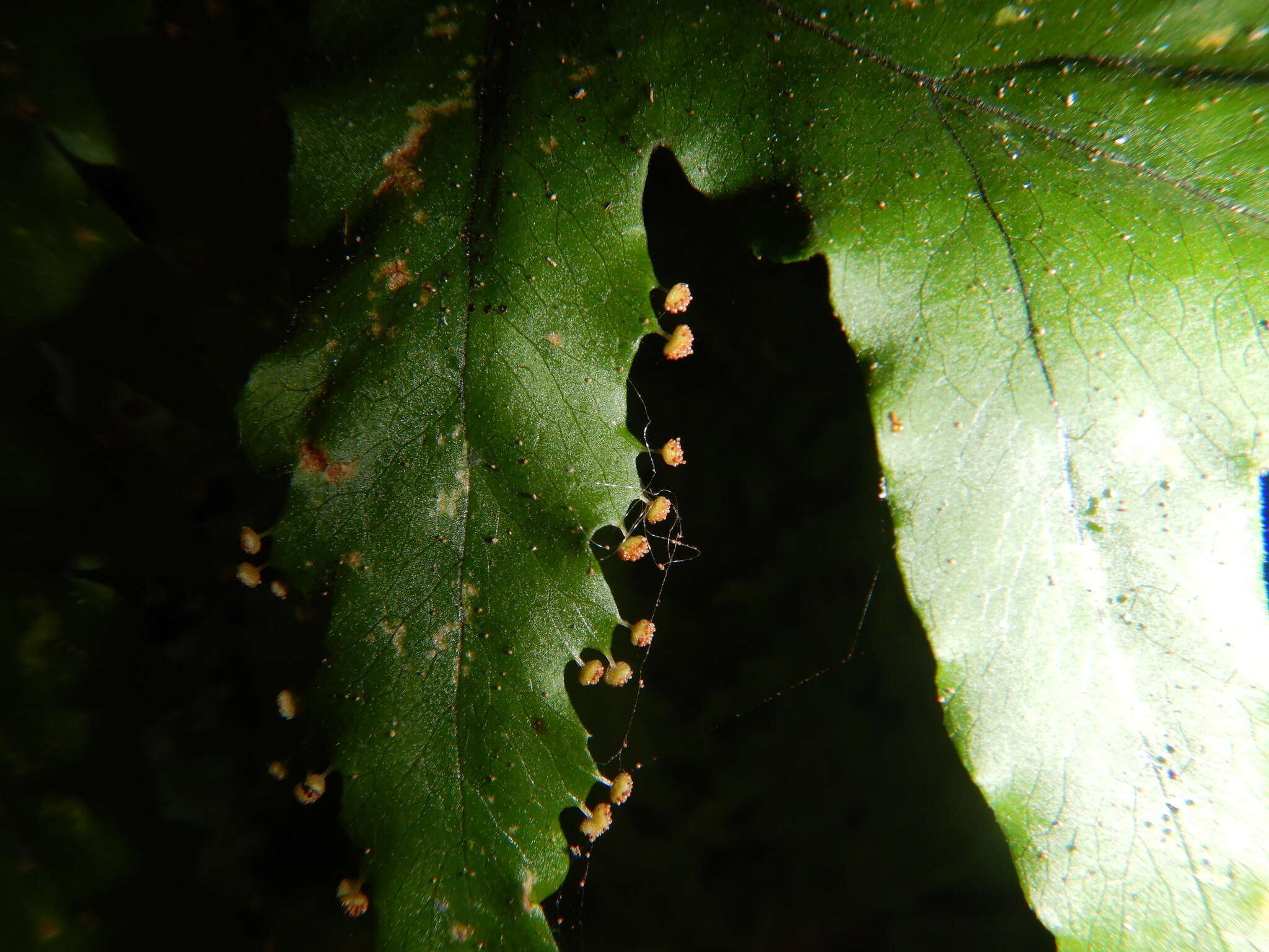 Image of Tectaria moorei (Hook.) C. Chr.