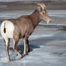 Image of Audubon's Bighorn Sheep