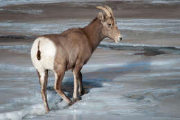 Imagem de Ovis canadensis canadensis Shaw 1804