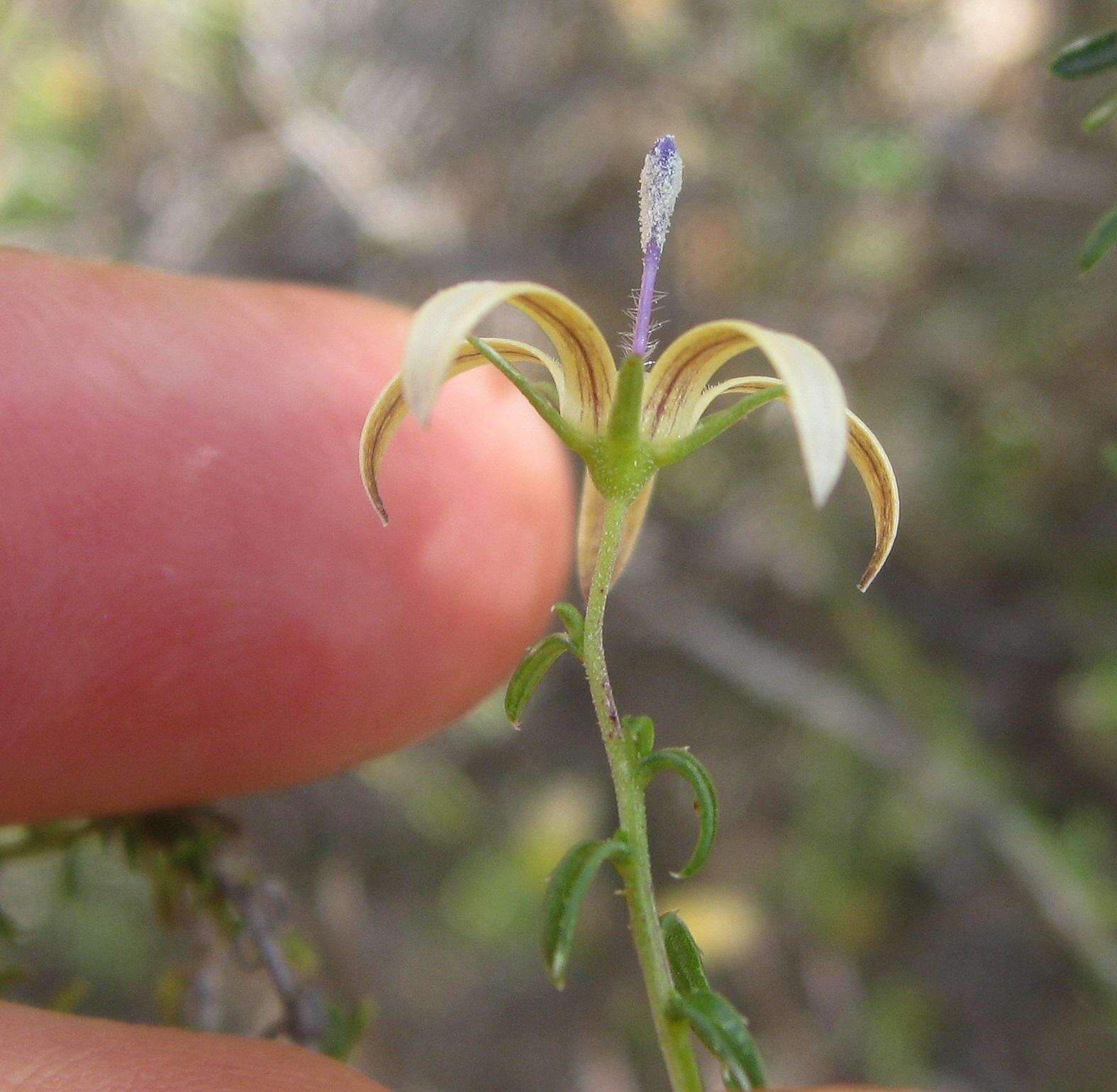 صورة Wahlenbergia nodosa (H. Buek) Lammers