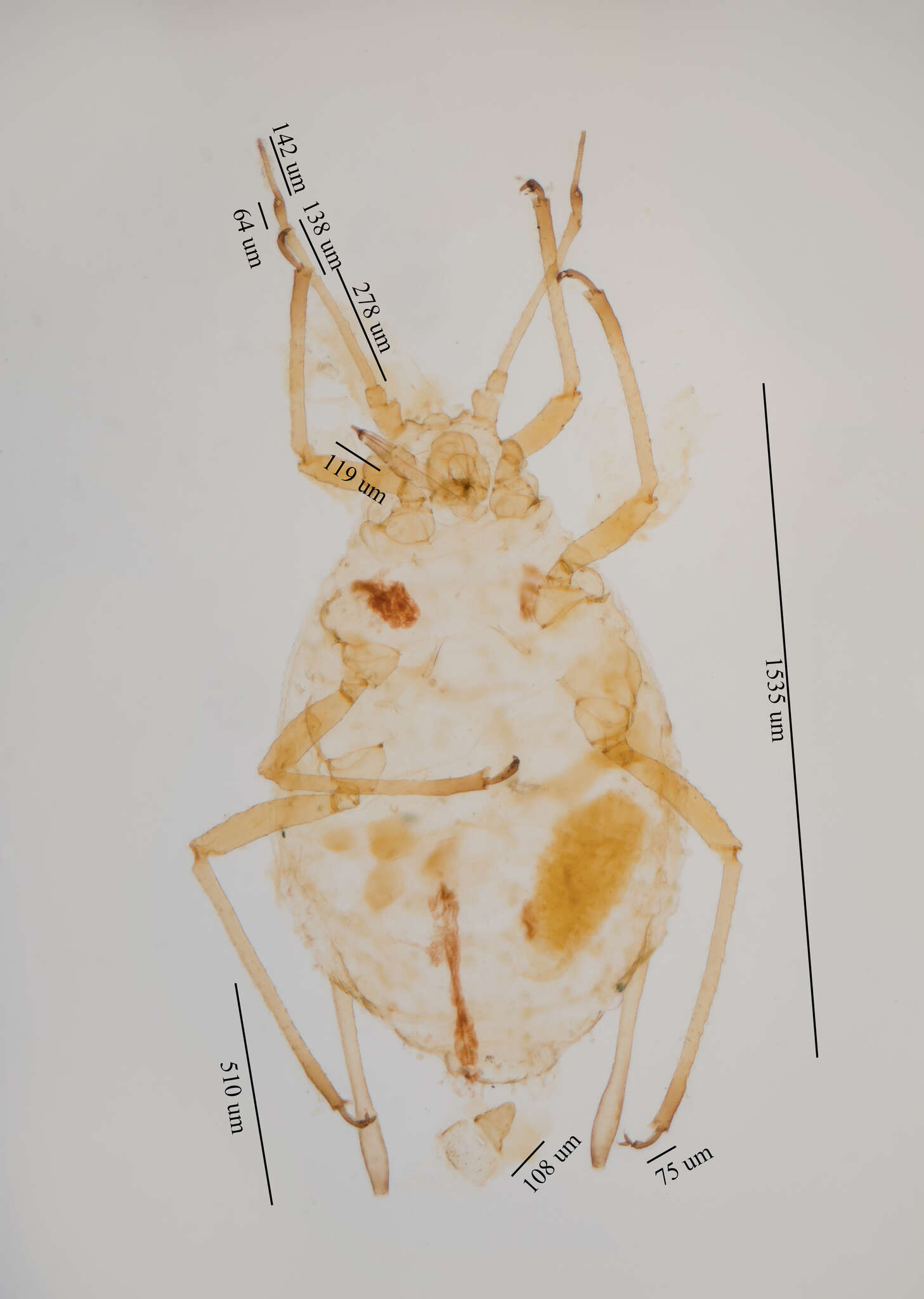 Image of Capitophorus shepherdiae Gillette & Bragg 1916