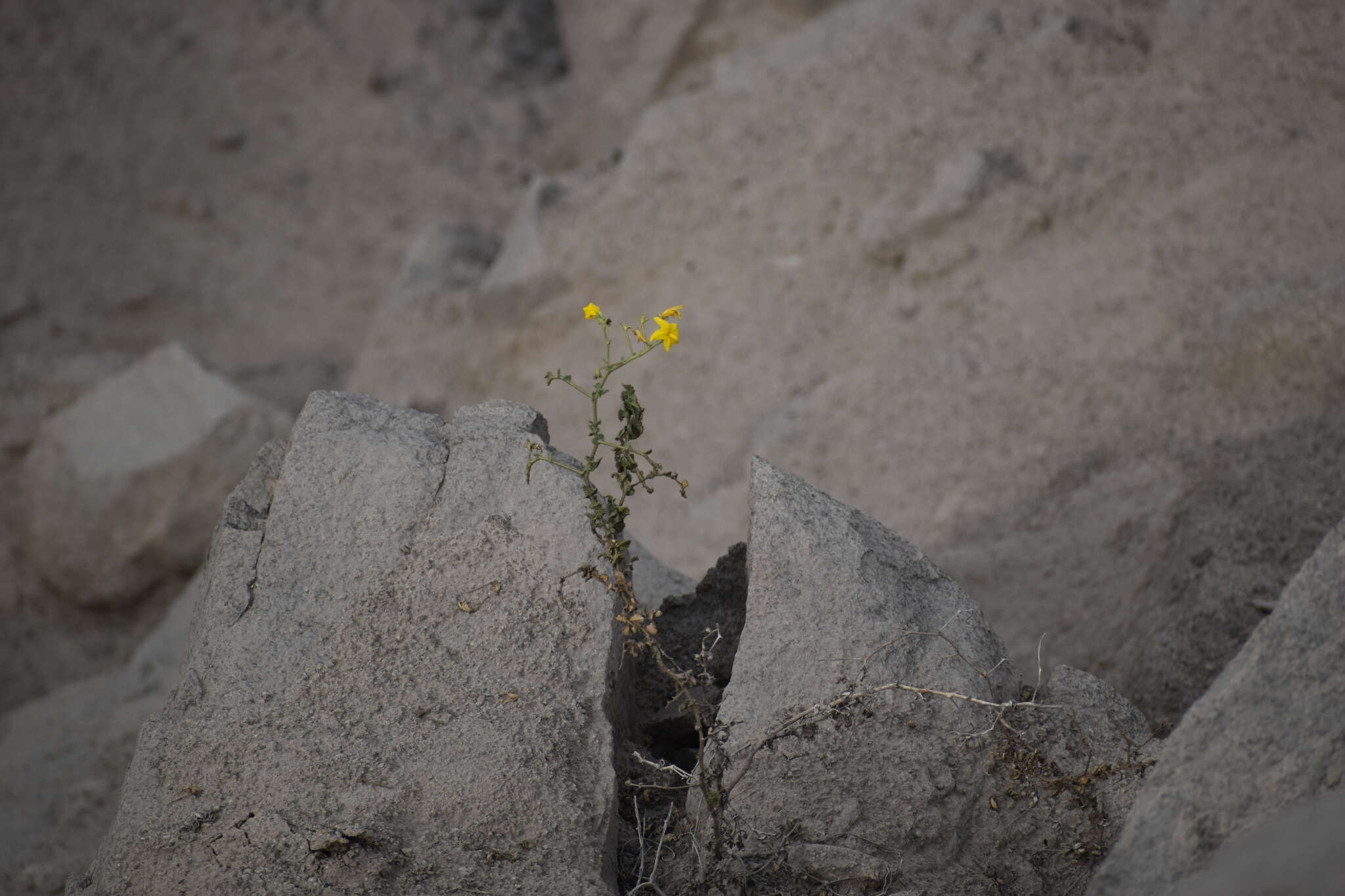 Imagem de Solanum pennellii Correll