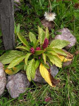 Image of southern pokeweed