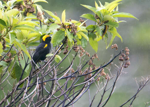 Image of Icterus cayanensis chrysocephalus (Linnaeus 1766)