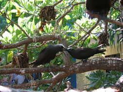 Image of Black Noddy