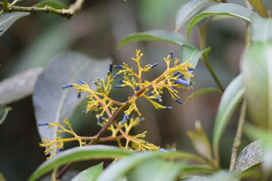 Image of Palicourea weberbaueri K. Krause