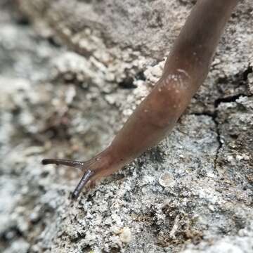 Image of Brown Slug