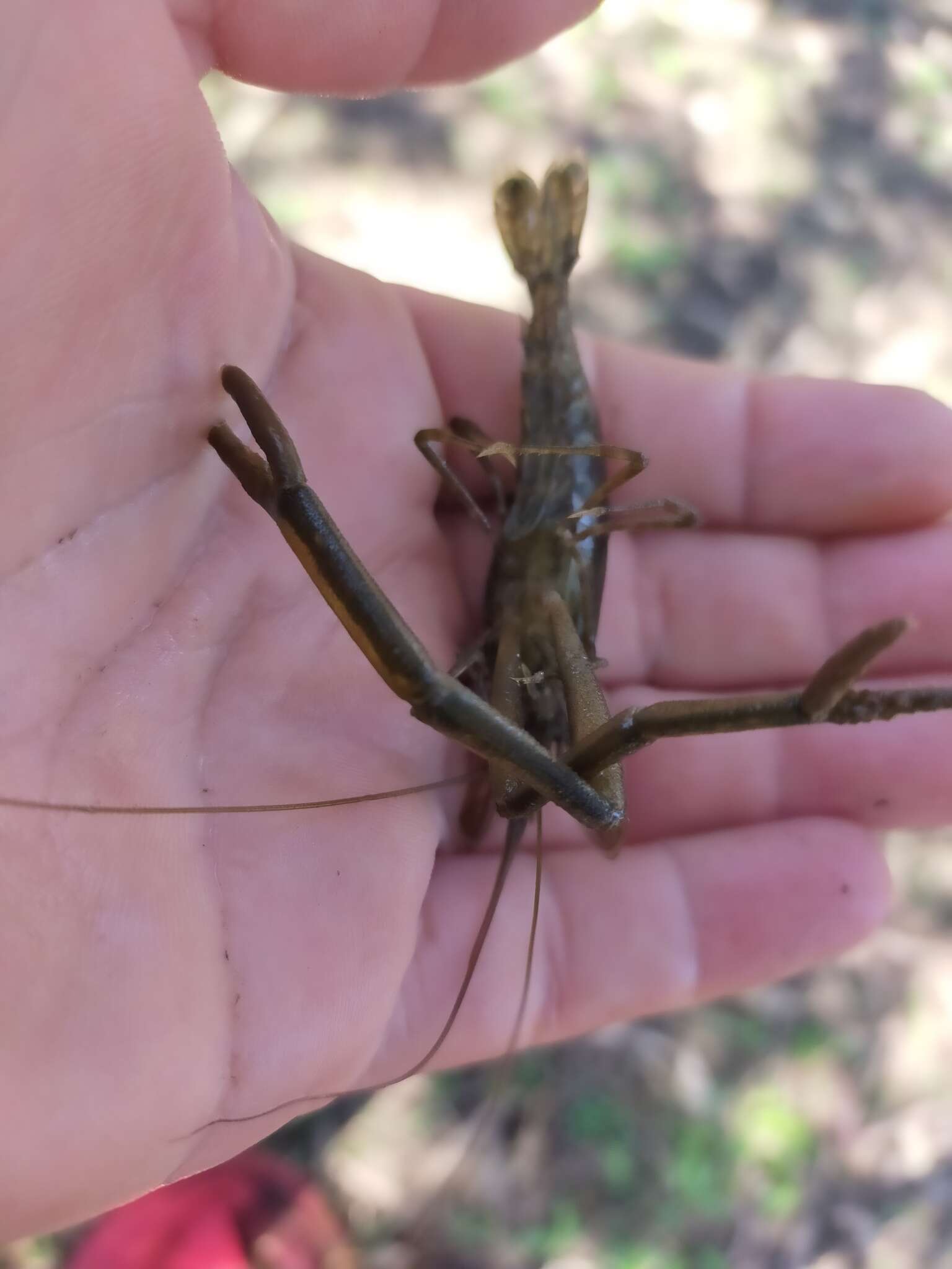 Macrobrachium australiense Holthuis 1950的圖片