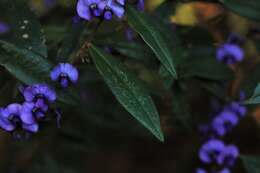 Слика од Hovea acutifolia G. Don