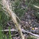 Image of Austrostipa mollis (R. Br.) S. W. L. Jacobs & J. Everett