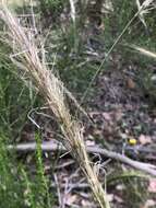 Image of Austrostipa mollis (R. Br.) S. W. L. Jacobs & J. Everett