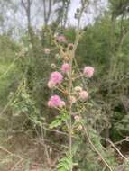 Mimosa asperata L. resmi