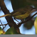 Image of Spotted Tody-Flycatcher