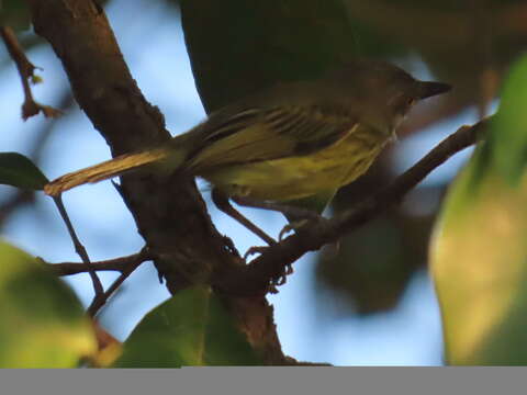 Image of Spotted Tody-Flycatcher