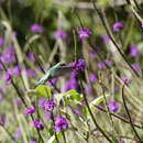 Image of Coppery-headed Emerald