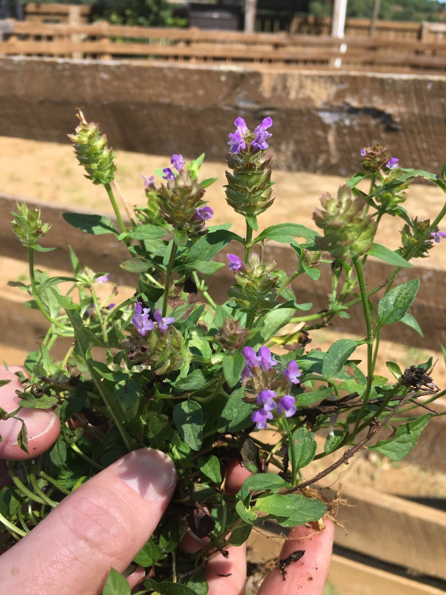 Image of common selfheal