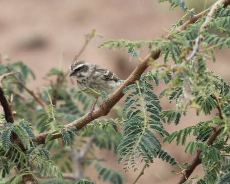 Image of Reichenow's Seedeater