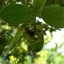 Imagem de Peumus boldus Molina