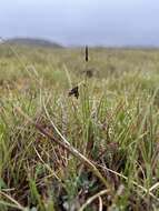 Image of Loose-flowered alpine sedge