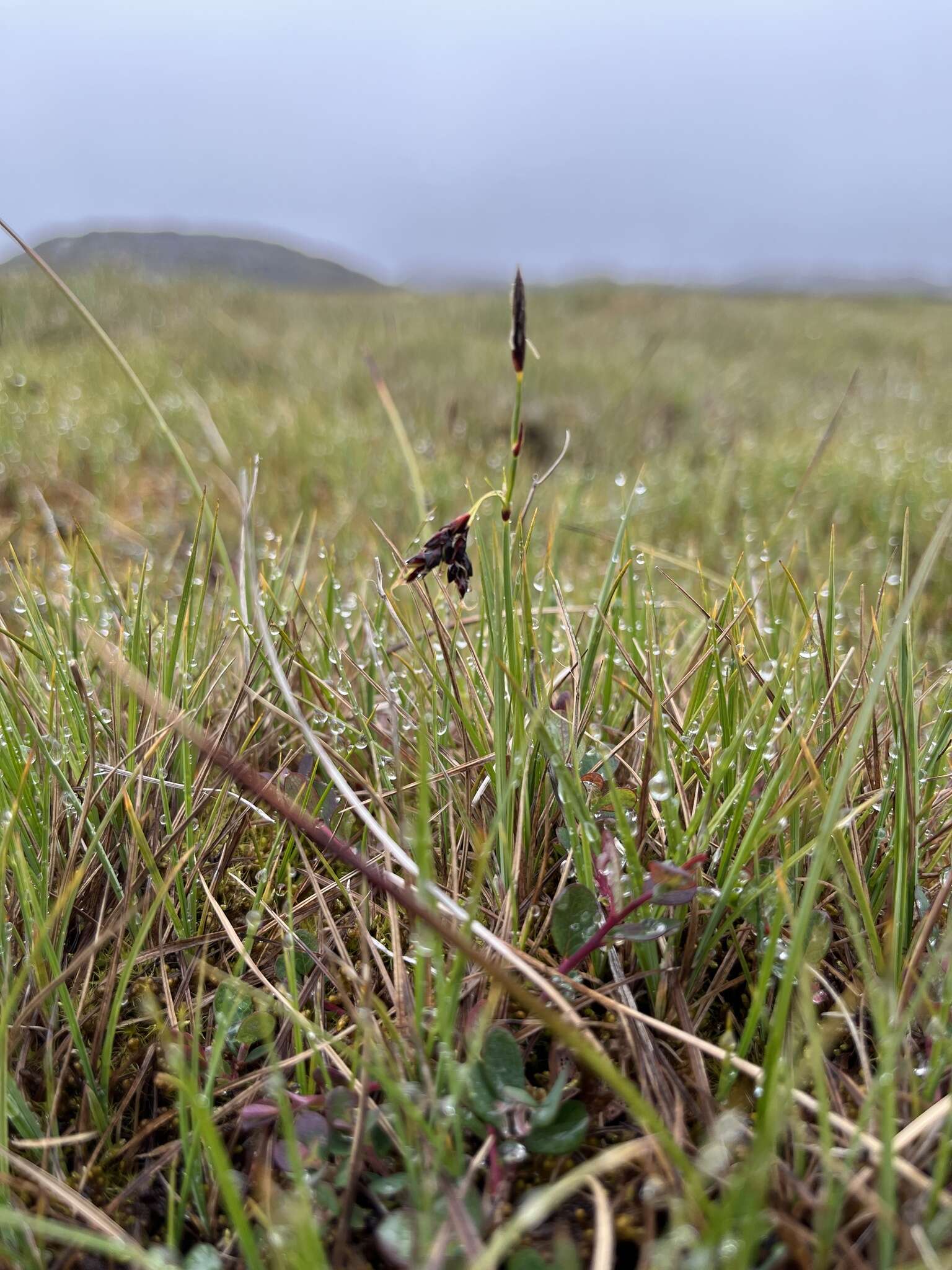 Image of Loose-flowered alpine sedge