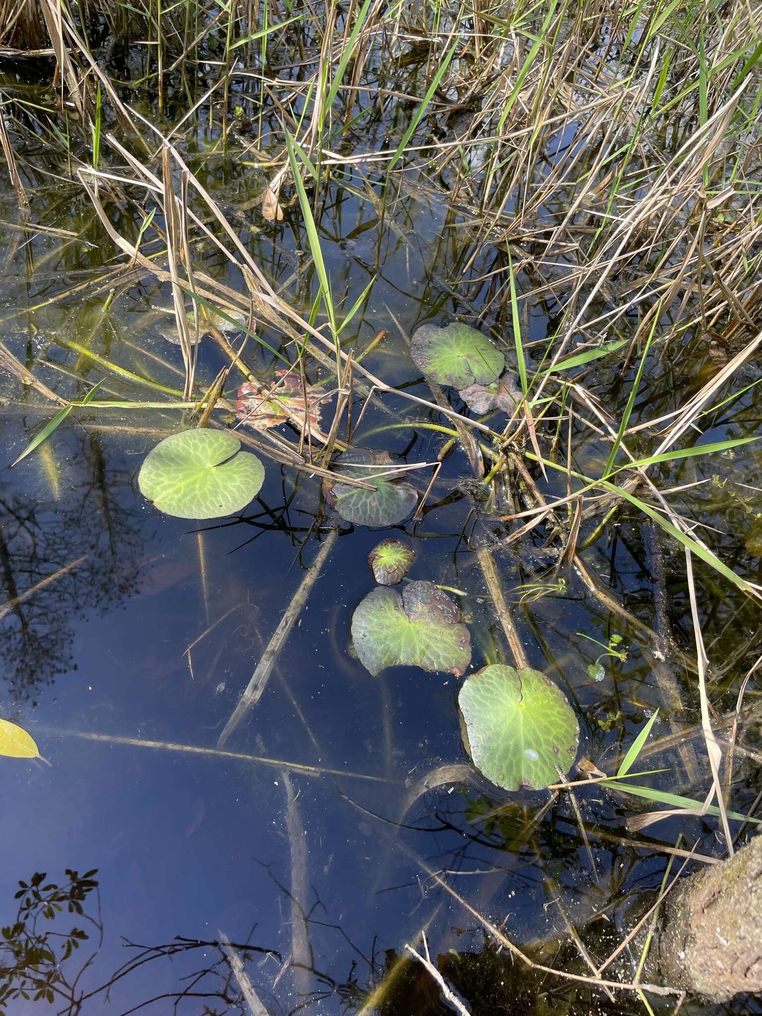 Слика од Nymphoides aquatica (J. F. Gmel.) Kuntze