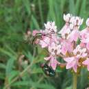 Imagem de Toxorhynchites rutilus (Coquillett 1896)