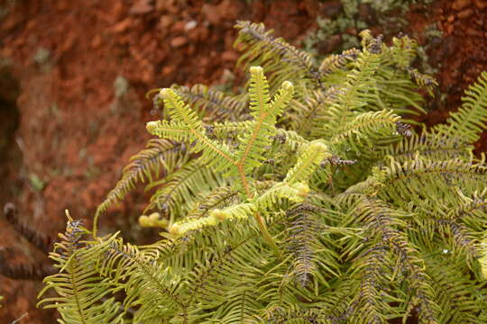 Image of Sticherus umbraculifer (Kunze) Ching