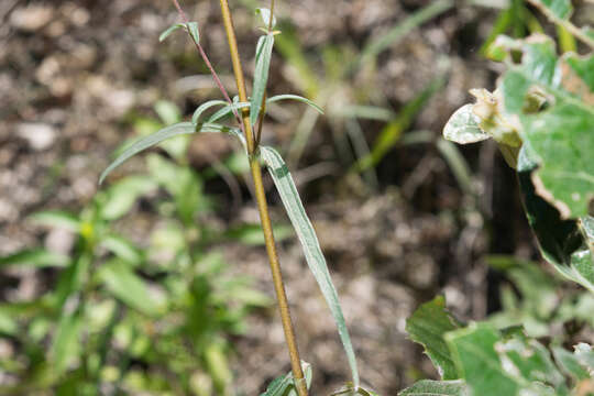 Image of Aldama ensifolia (Sch. Bip.) E. E. Schill. & Panero