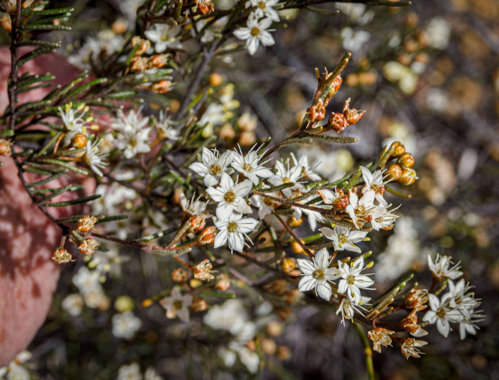 Image of Phebalium filifolium Turcz.